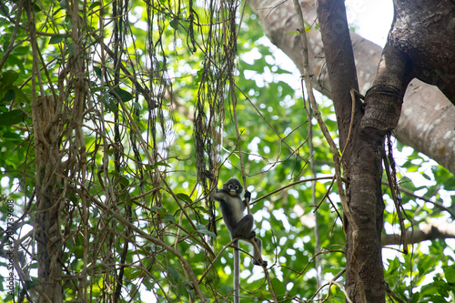 The Phayre's leaf monkey(Trachypithecus phayrei), also known as Phayre's langur. photo