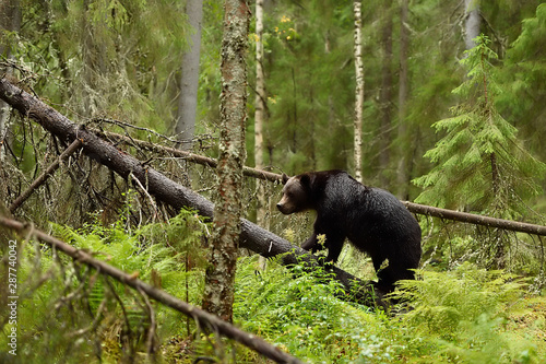 Obraz na plátně Brown bear walks on a fallen tree in primeval forest