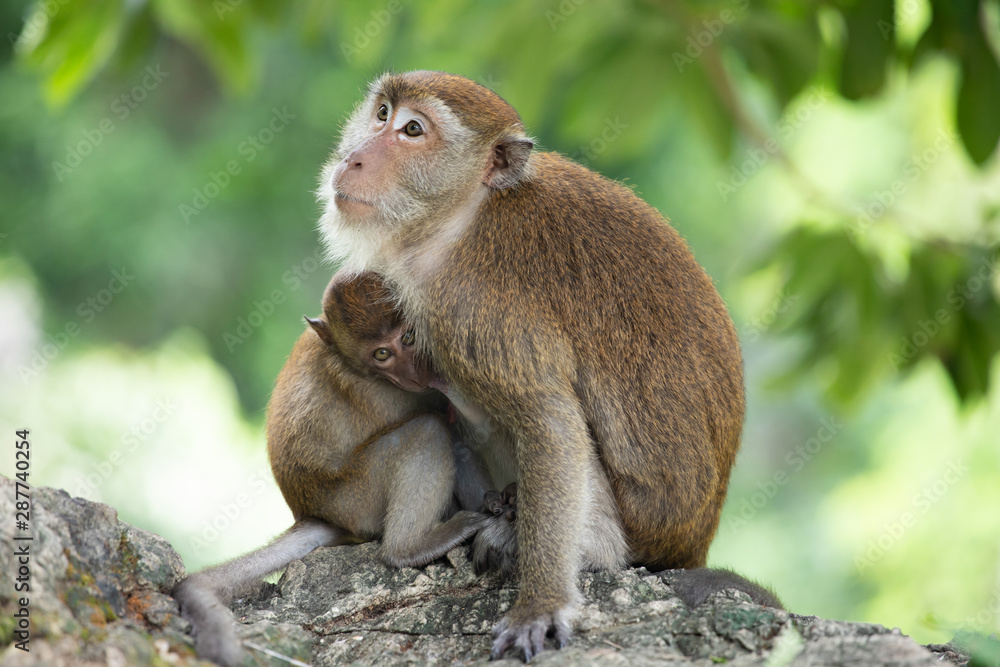 Macaque monkeys in the forest.