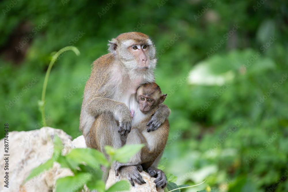 Macaque monkeys in the forest. Macaque monkeys in the forest.