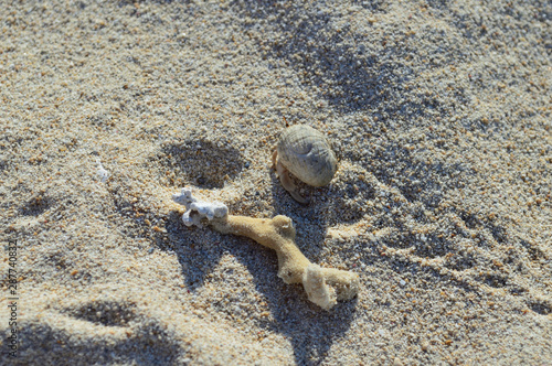 砂浜のヤドカリ