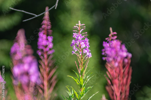 Blooming in the mountains chamaenerion angustifolium