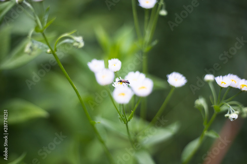 white field daisies chamomile and bug