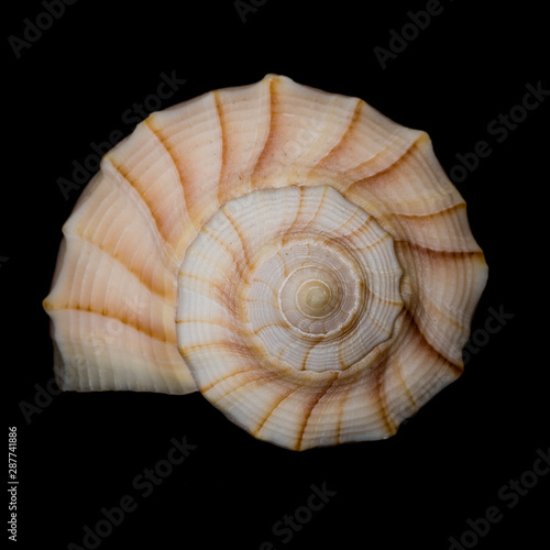 Close-up of Lightning whelk shell from Clearwater, Florida Gulf Coast