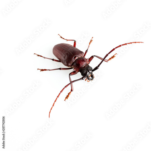 The Pine sawyer beetle isolated on white background with copy space © BNMK0819