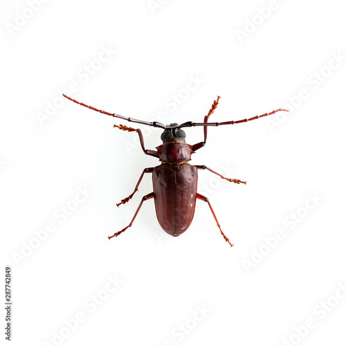 The Pine sawyer beetle isolated on white background with copy space
