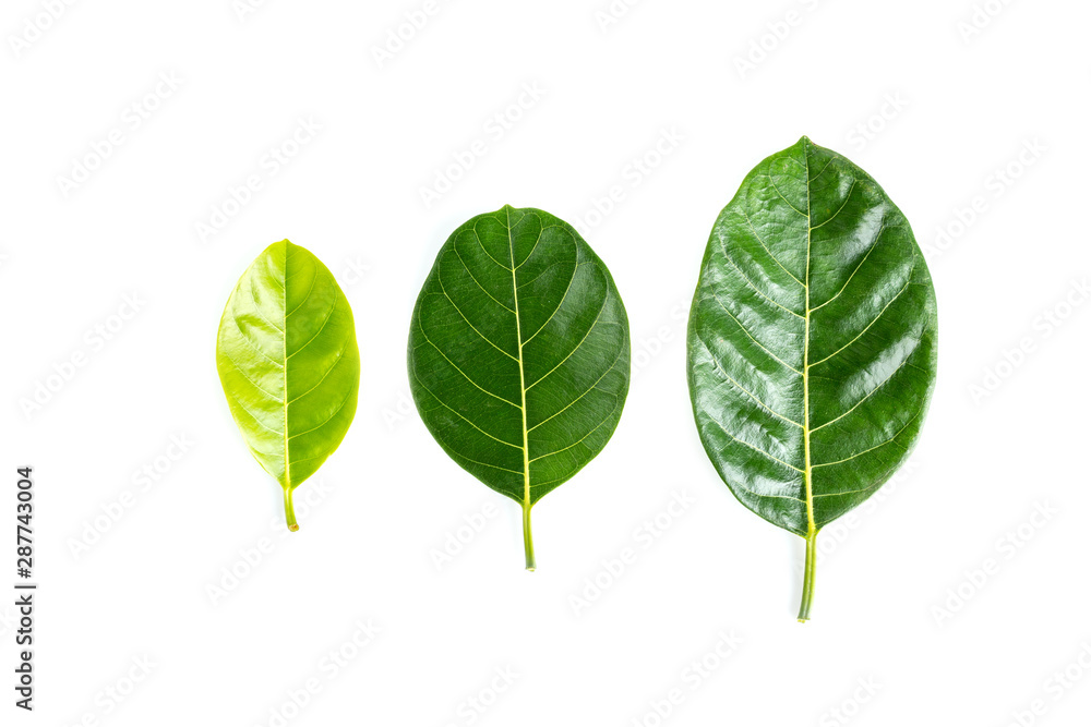 Green leaf isolated on white background Green leaf isolated on white background
