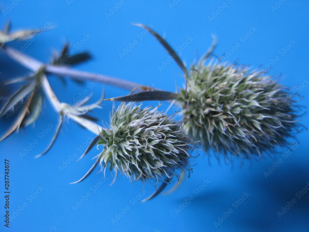 Fever-weed wild plant (Eryngium planum) on bright blue background