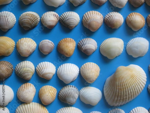 Multicolored sea shells placed in rows