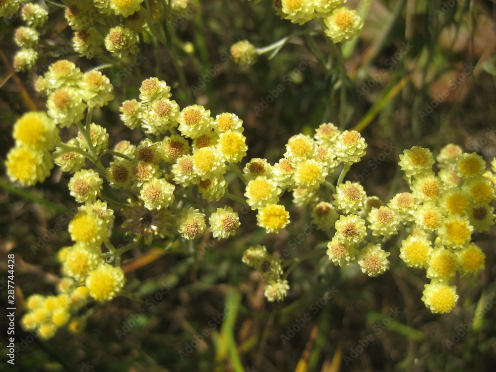 Sandy everlasting (Helichrysum arenarium) close up Sandy everlasting (Helichrysum arenarium) close up