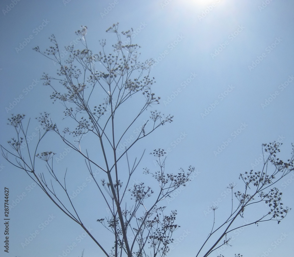 Obraz premium Sun-dried black stems of plant on light blue sky background
