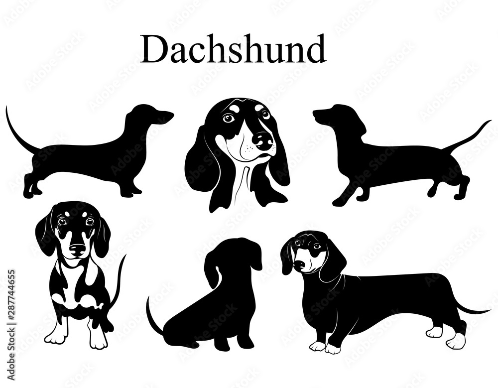 Dachshund set. Collection of pedigree dogs. Black white illustration of a dachshund  dog. Vector drawing of a pet. Tattoo. Stock Vector | Adobe Stock
