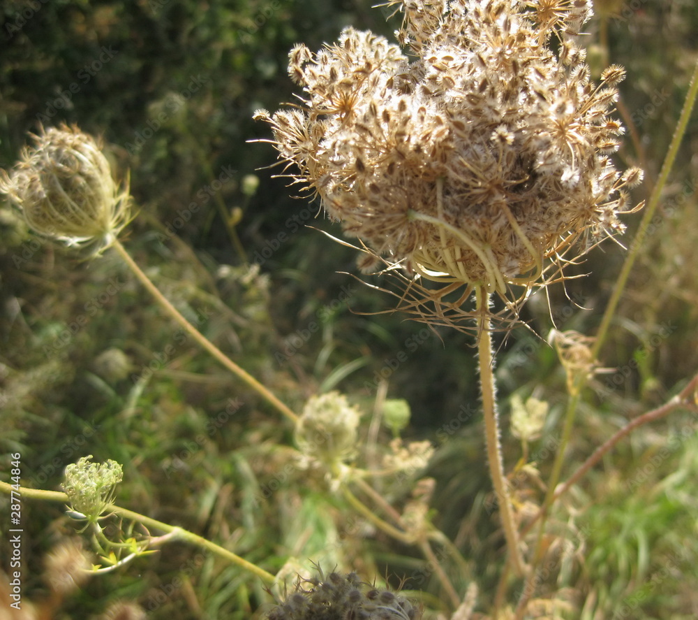 Wild flower inflorescence with seeds of Daucus carota on a nature background Wild flower inflorescence with seeds of Daucus carota on a nature background
