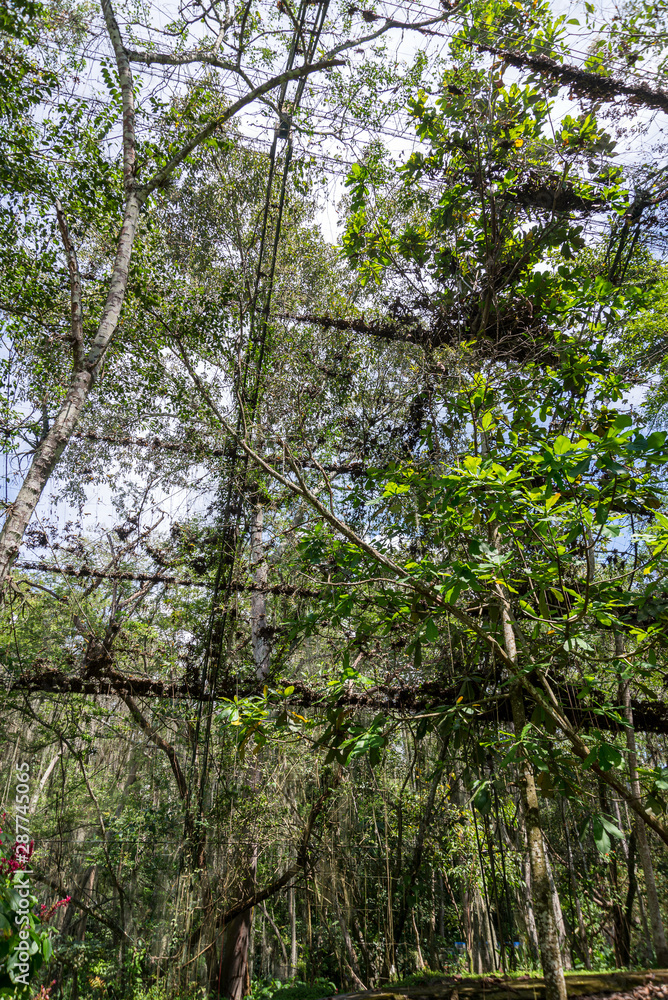 Fototapeta premium Gallinero, Colombia