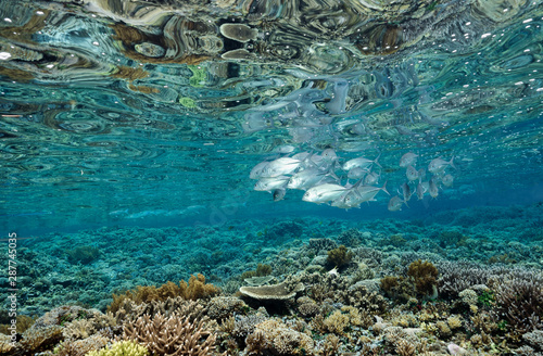Reef scenic with pristine Acropora hard corals and bigeye trvallies  Caranx sexfasciatus  Raja Ampat Indonesia.