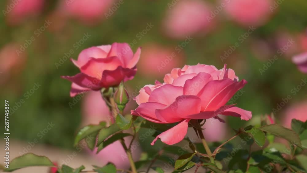 THE COURTYARDS FESTIVAL OF CORDOBA. Close up of 2 roses with background out of focus. Patios de Córdoba. THE COURTYARDS FESTIVAL OF CORDOBA. Close up of 2 roses with background out of focus. Patios de Córdoba.