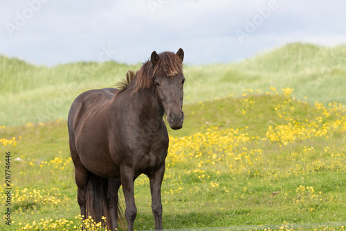 Icelandic horse in Pasture in Southern Iceland