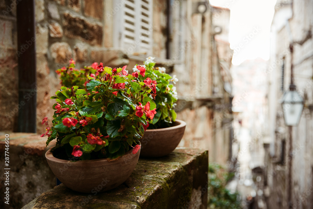 flowerpots on the background of the old city