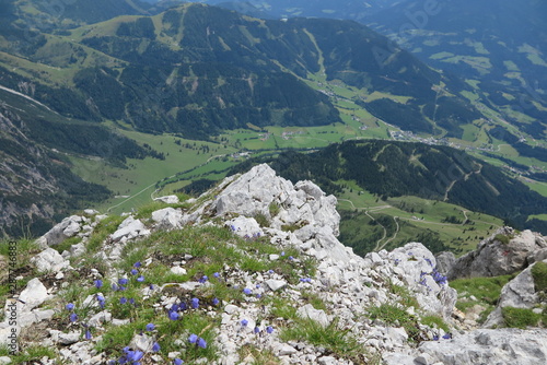 alpenblumen