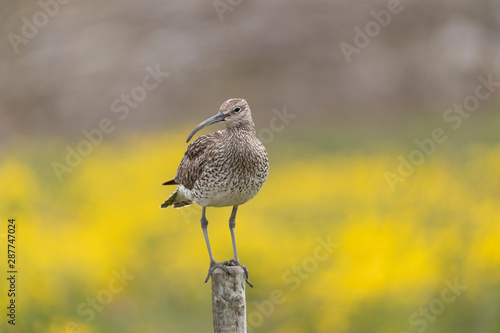 Whimbrel on fence post in Iceland photo