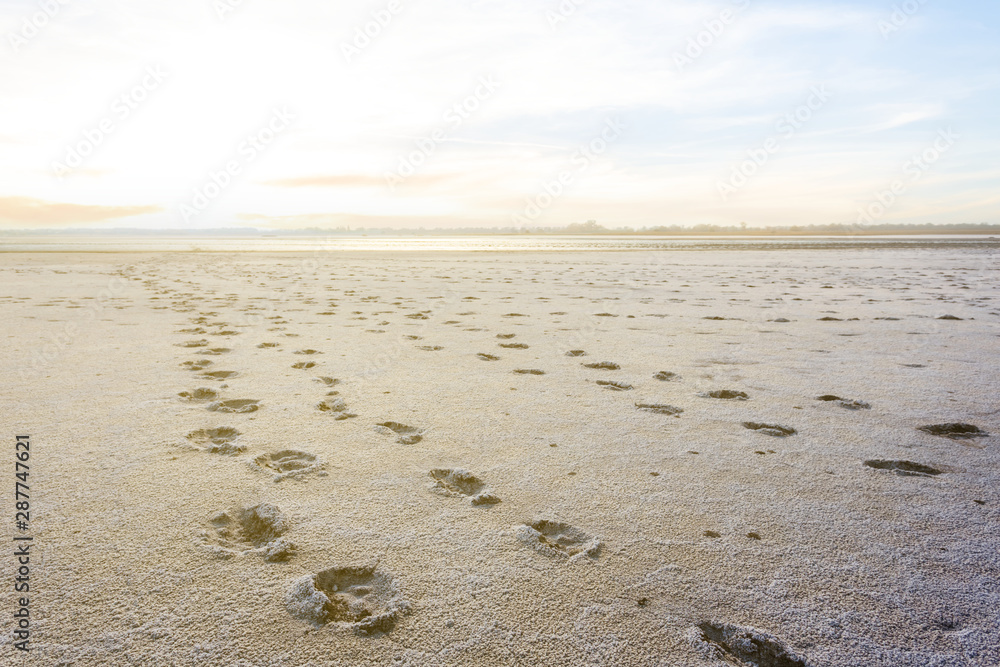 dry saline land at the sunset, wilderness background dry saline land at the sunset, wilderness background