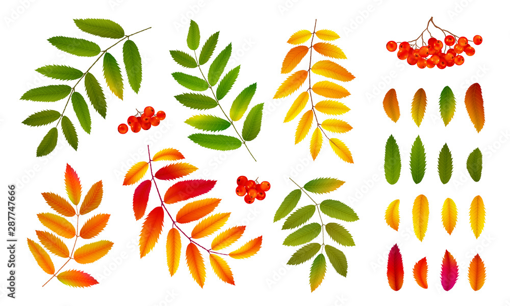 Realistic bright green and orange autumn rowan leaves and berries, vector set isolated on white background - obrazy, fototapety, plakaty 