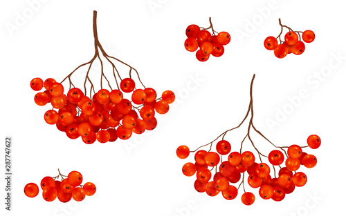 Red ripe rowan berries bunches set, vector realistic illustration isolated on white background photo
