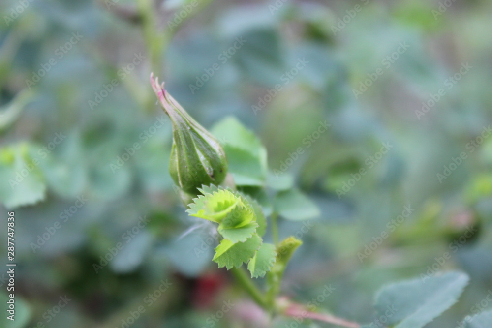 Obraz premium Nature