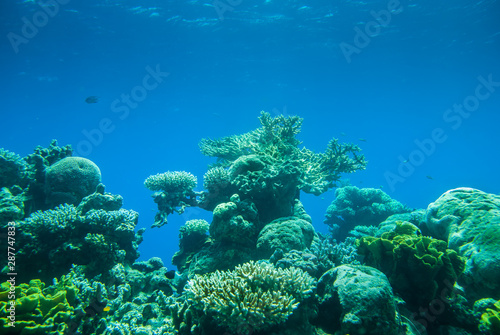 Red sea colorful corals and small fishes in an aquarium