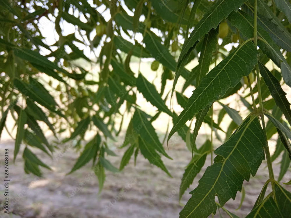 green leaves of tree green leaves of tree