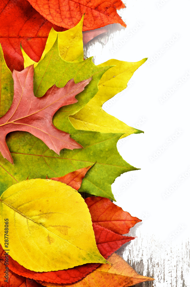 Frame of Autumn Leafs