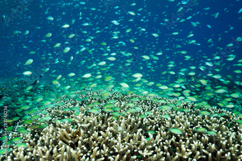 Massive shoal of blue damsels, Chromis viridis, feed in strong current howering over Acropora hard corals, Raja Ampat Indonesia.