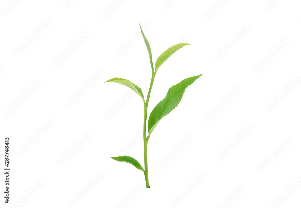 green tea leaf isolated on white background green tea leaf isolated on white background