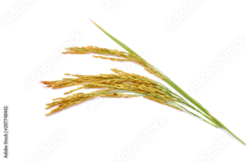 ears of Thai jasmine rice isolated on white background