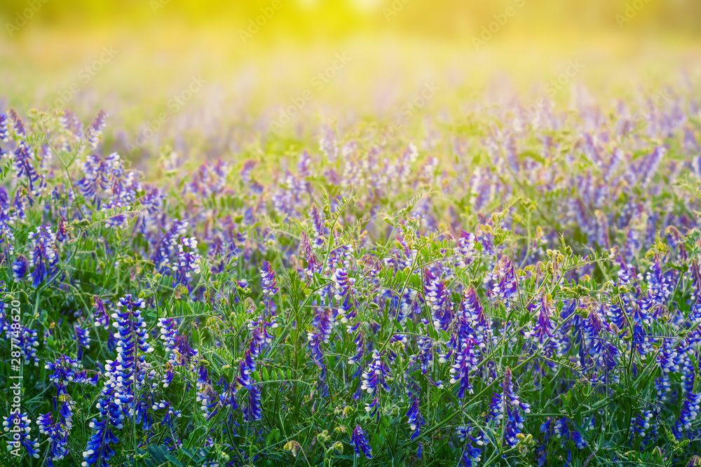 Naklejka premium closeup beautiful prairie flowers in a sunlight, natural summer background