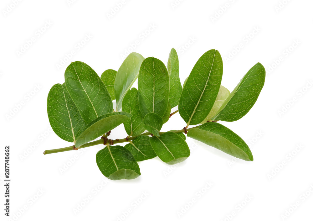 Mango leaves, yawning, lime, booing on white background Mango leaves, yawning, lime, booing on white background