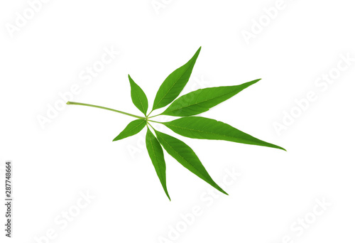 Marijuana leaf isolated on white