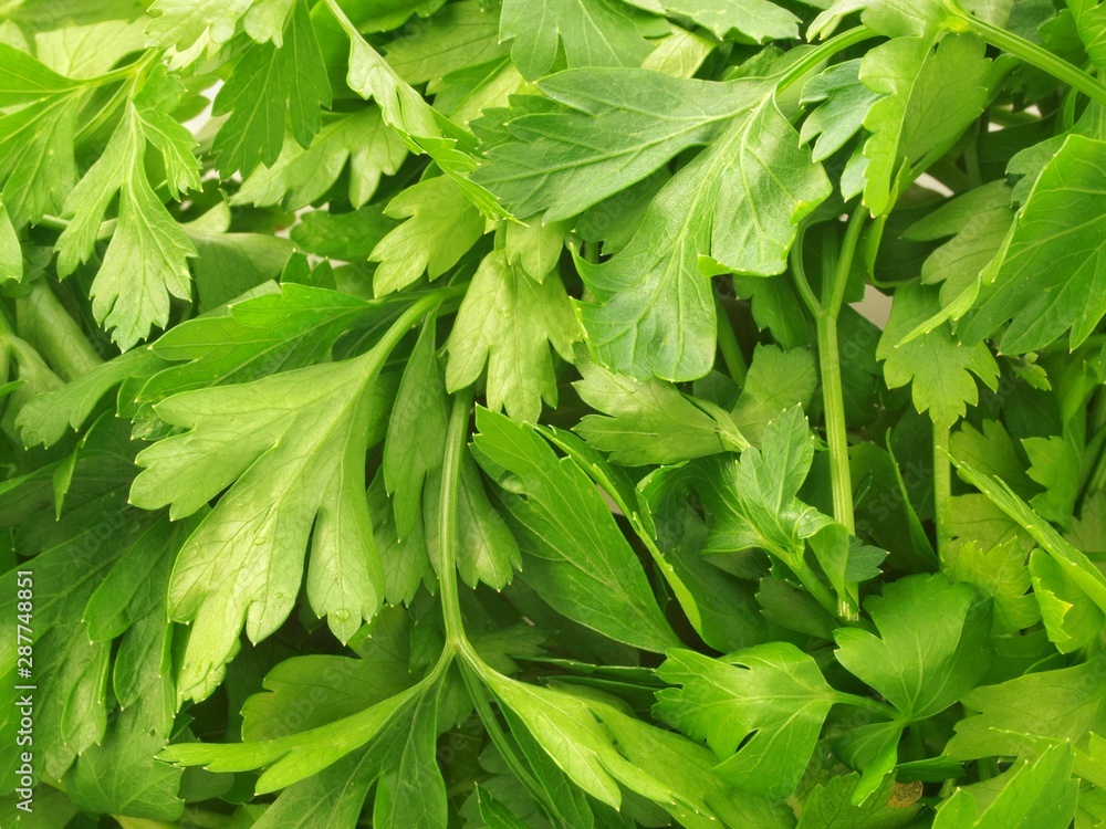 Fresh Green Parsley Fresh Green Parsley