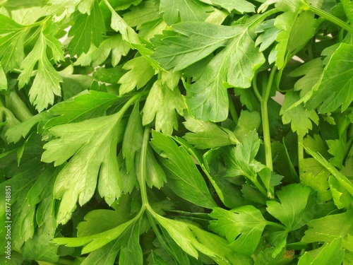 Fresh Green Parsley 