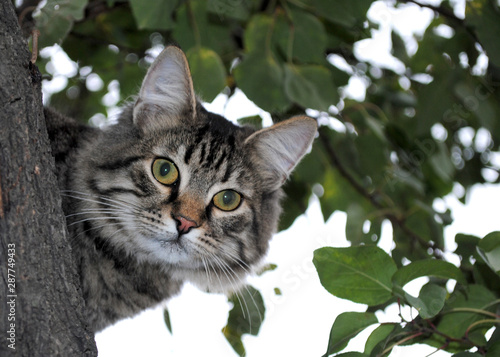 Wallpaper Mural Green-eyed cat in a tree. Torontodigital.ca