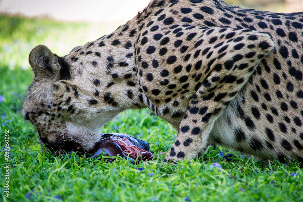 Fototapeta premium Cheetah eating and chewing a piece of meat in the green grass