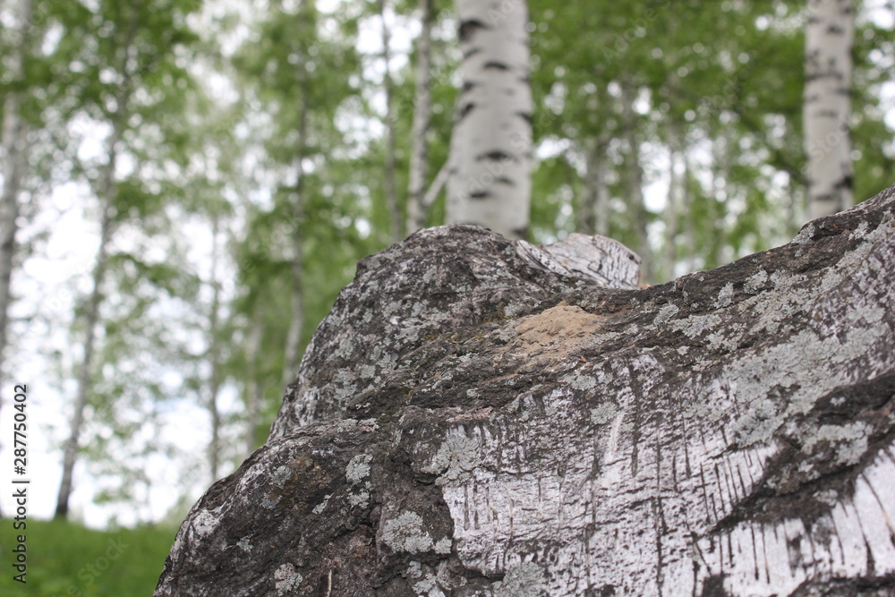 Obraz premium Nature