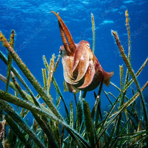 Tintenfisch im Mittelmeer