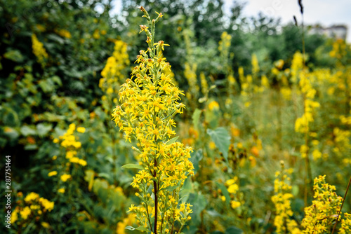 Yellow wildflowers growing in field.