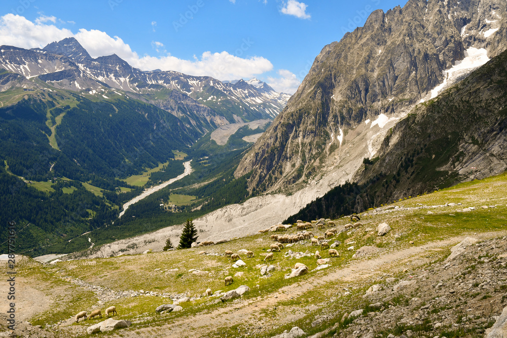 Panoramic view from the Mont Blanc range with a flock of sheep grazing in a pasture and the Val Veny valley in the background in a sunny summer day, Courmayeur, Aosta, Italy
