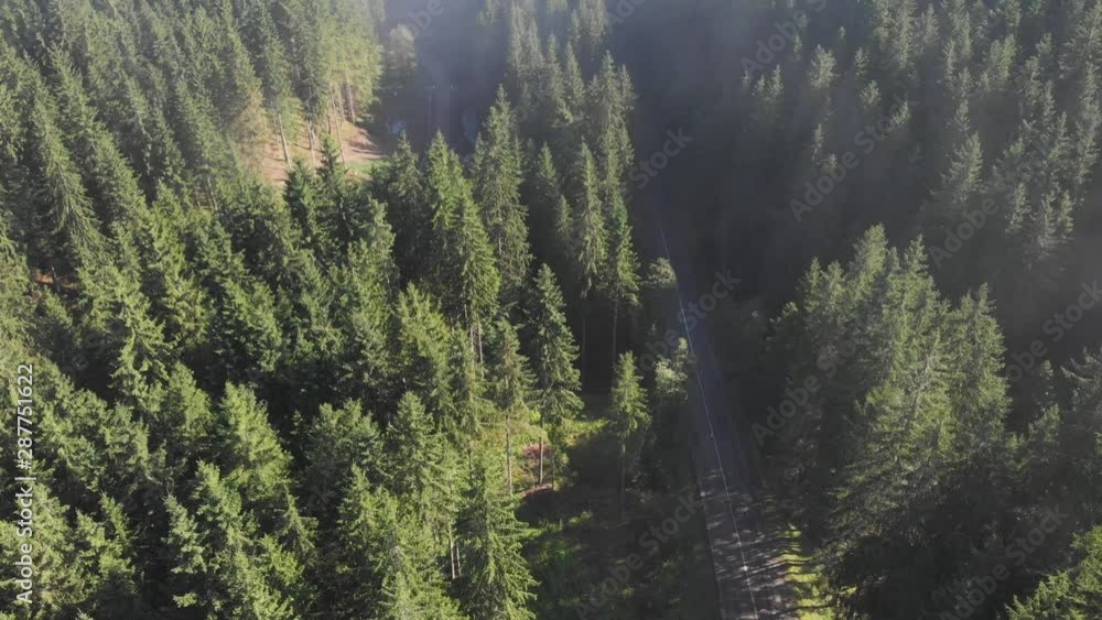 Aerial view of the green forest in the morning light Aerial view of the green forest in the morning light