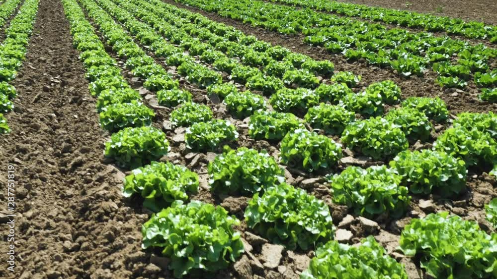 cultivated field of green lettuce on the sandy soil in summer cultivated field of green lettuce on the sandy soil in summer