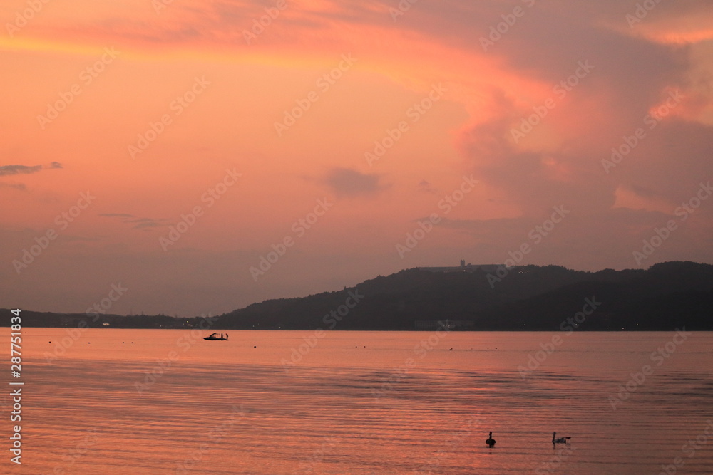 Beautiful swan swim in the lake Beautiful swan swim in the lake