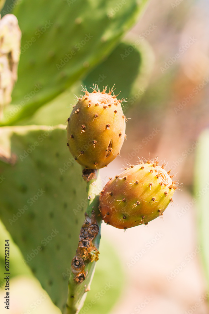 large cactus leaves with prickly fruits large cactus leaves with prickly fruits