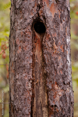 pine trunk with hollow